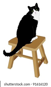 Black And White Cat Sitting On Stool