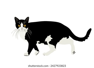 Black and white cat vector illustration isolated on white background. Lovely pet. Home animal.