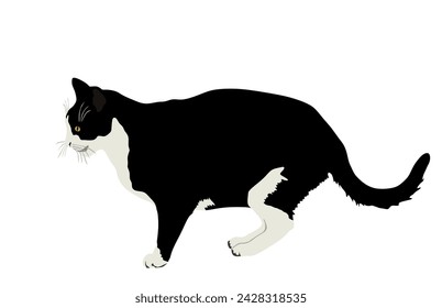 Black and white cat vector illustration isolated on white background. Lovely pet. Home animal.