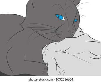 black and white cats