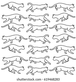 Black and white cats