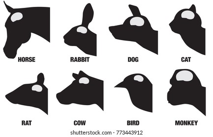 A black and white chart showing the comparative brain sizes of eight different animals