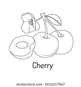 Black and white cherry fruit illustration with blossom. Perfect for kids coloring books, botanical prints, educational materials, and food-related design projects.
