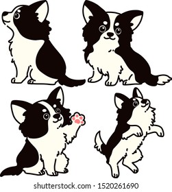 Black and White Chihuahua puppy poses set