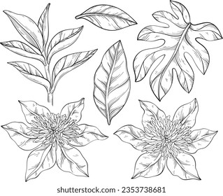 Flores de Clematis en blanco y negro y hojas tropicales. Elementos de diseño para papel tapiz, impresión, tela, textil. Flores y hojas púrpura florecientes en verano. Ilustración del vector