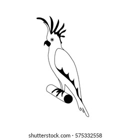 black and white cockatoo parrot isolated vector illustration