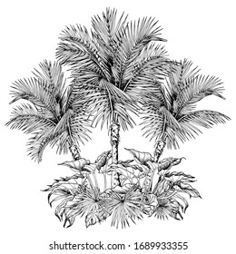 Black and white coconut palm trees and tropical leaves. Sketchy vector illustration isolated on white background.