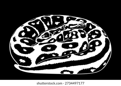 Black and white coiled snake python vector illustration isolated. Curl snake in camouflage skin wait to attack prey. Dangerous muscular reptile silent killer. Cold blood predator animal.