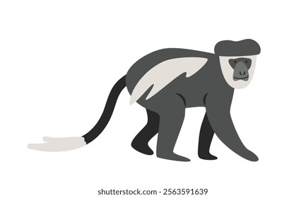 Black and white colobus monkey cartoon clipart. Colobus guereza or mantled guereza or vector illustration in flat style. Old World monkey. Hand-drawn wild animal concept