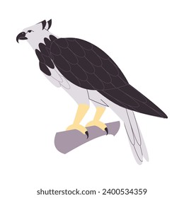 black and white color harpy eagle wild nature bird hunter predator carnivore strong animal