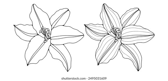 Black and white color illustration with outlines of flowers on a white background. Hand drawn vector botanical illustration