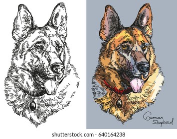 Black and white and colorful on grey background portraits of German shepherd vector hand drawing Illustration