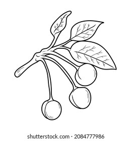 Black and white coloring book for kids. Vector illustration. A sprig of cherry