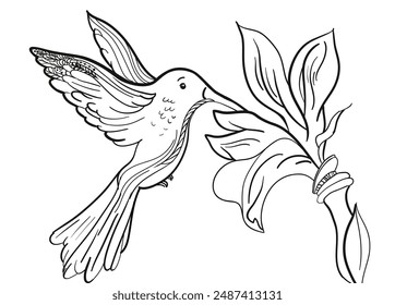 Black and white coloring illustration of a hummingbird drinking nectar from a flower in vector