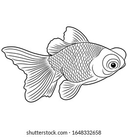 Black and white coloring for preschool children and adults. Vector illustration. Aquarium fish telescope