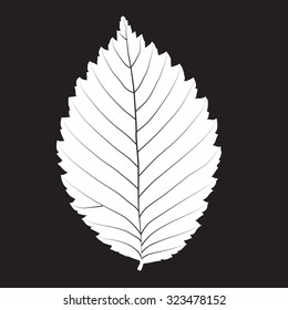 Black and white colors leaf. Realistic shape leaf isolated on blackboard. Vectoe silhouette leaf. Vector single leaf icon, symbol. Natural, floral, tree, botany background