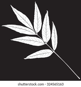 Black and white colors leaf. Realistic shape leaf isolated on blackboard. Vector silhouette leaf. Vector single leaf icon, symbol. Natural, floral, tree, botany background