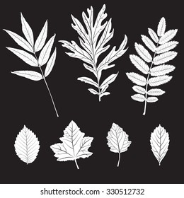 Black and white colors leaves. Realistic shape leaves isolated on blackboard. Vector silhouette leaves. Floral and botany background. Set or colection of white leaves on black background