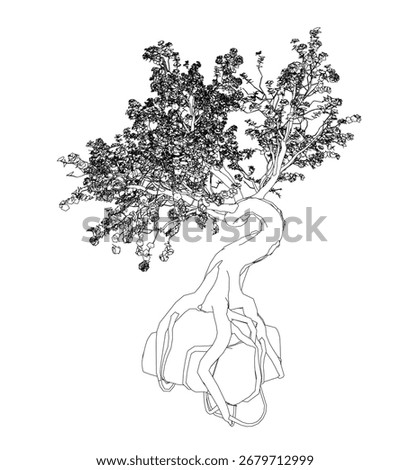 Black and white contour drawing of a cherry bonsai tree with detailed branches and leaves against a clean white background.
