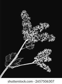 Eine schwarz-weiße Umrisszeichnung einer zarten Pflanze mit detaillierten Blättern und blühenden Blumen hebt sich auf dunklem Hintergrund ab. Die komplizierte Linienführung unterstreicht die natürliche Schönheit.