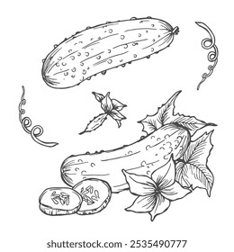 Black and white contour set with cucumbers. Monochrome outline of cucumbers, cucumber slices, flowers and leaves isolated on white
