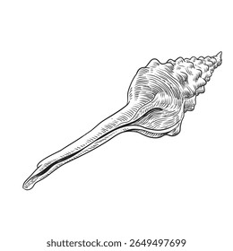 Ilustração do vetor de contorno preto e branco do shell isolado no fundo branco. 