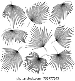 black and white contours of palm leaves trachycarpus isolated on white background