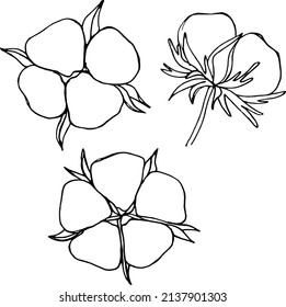 Black and White contours of a set of cotton Flowers by hand