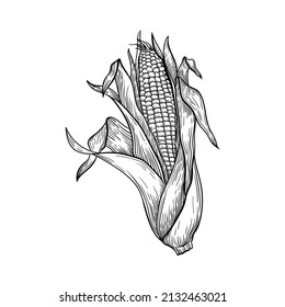 black and white corn line illustration