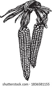 Maíz negro y blanco en un dibujo vectorial de la cob