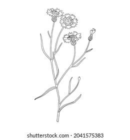 Black and white cornflower on a blue background. Can be used for postcards, invitations, advertising, web, textile and other.