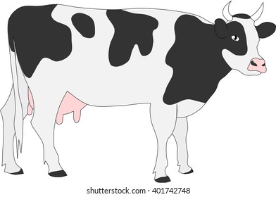 Black and white cow