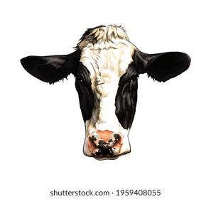 Black and white cow head portrait from a splash of watercolor, colored drawing, realistic. Vector illustration of paints