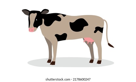 black and white cow on a white background