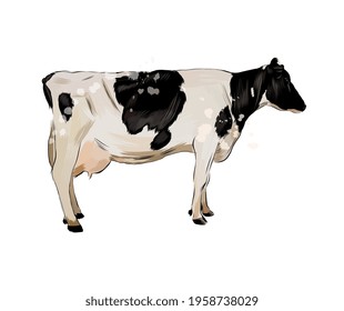 Black and white cow from a splash of watercolor, colored drawing, realistic. Vector illustration of paints