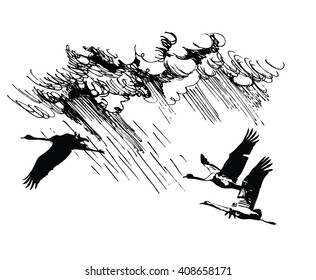 black and white cranes in flight