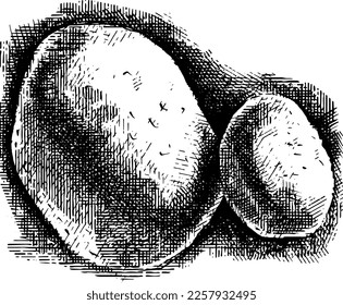 Black and white cross Hatch vector sketch illustration, bunch of potatoes