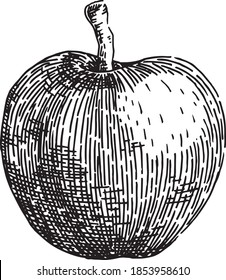 Black and white crosshatch vector illustration of an apple. No background