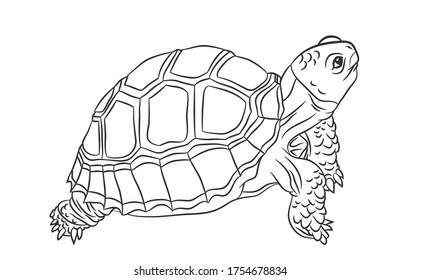 Black and white cute cartoon sulcata turtle. Coloring book for the children. Vector illustration