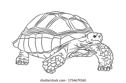 Black and white cute cartoon sulcata turtle. Coloring book for the children. Vector illustration