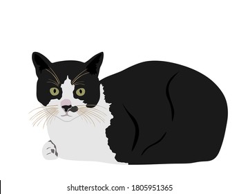 Black and white cute cat vector illustration isolated on white background. Lovely pet. Kitty lay down on floor.