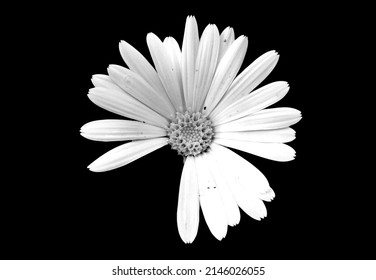Daisy negro y blanco sobre fondo negro 