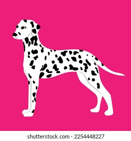 Black white dalmatin dog illustration. Vector drawing of a pet.