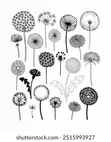 Black and white dandelion designs with intricate details, showcasing delicate patterns and varying stem lengths against a plain backdrop.