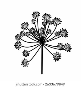 Black and white dandelion flower blooming
