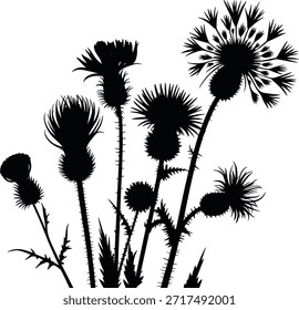 Black and white dandelion flowers with long stems and leaves