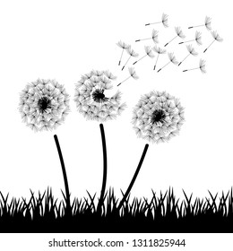 black and white dandelion flowers, vector illustration