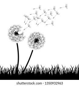 black and white dandelion flowers, vector illustration