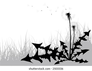 Black and white dandelion in the grass