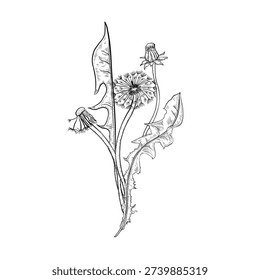 Black white dandelion and leaves vector drawing. Hand drawn outline botanical illustration taraxacum for spring and nature designs. Engraved blowball flower isolated white. Wishing flower graphic art.